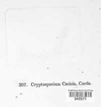 Cryptosporium caricis image